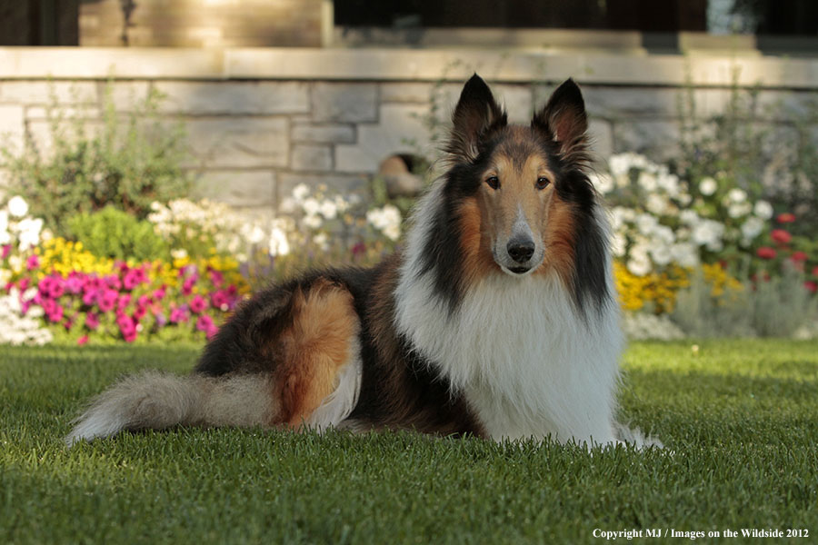 Collie in yard.