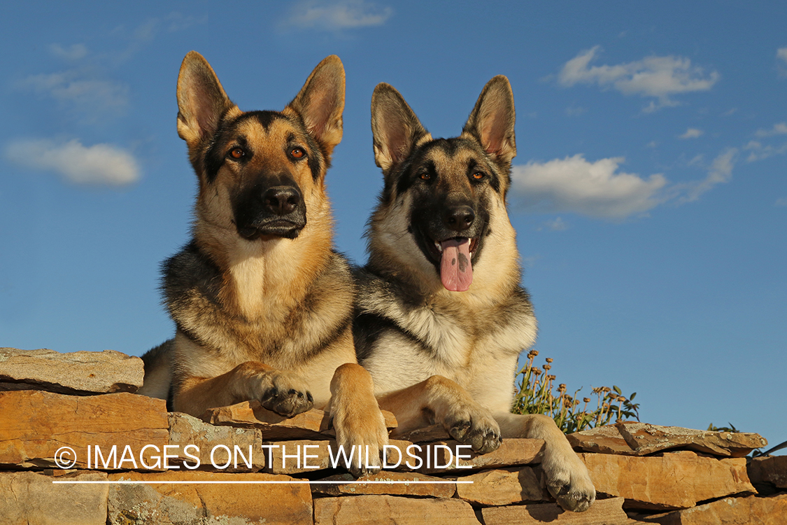 German Shepherds on stone wall.