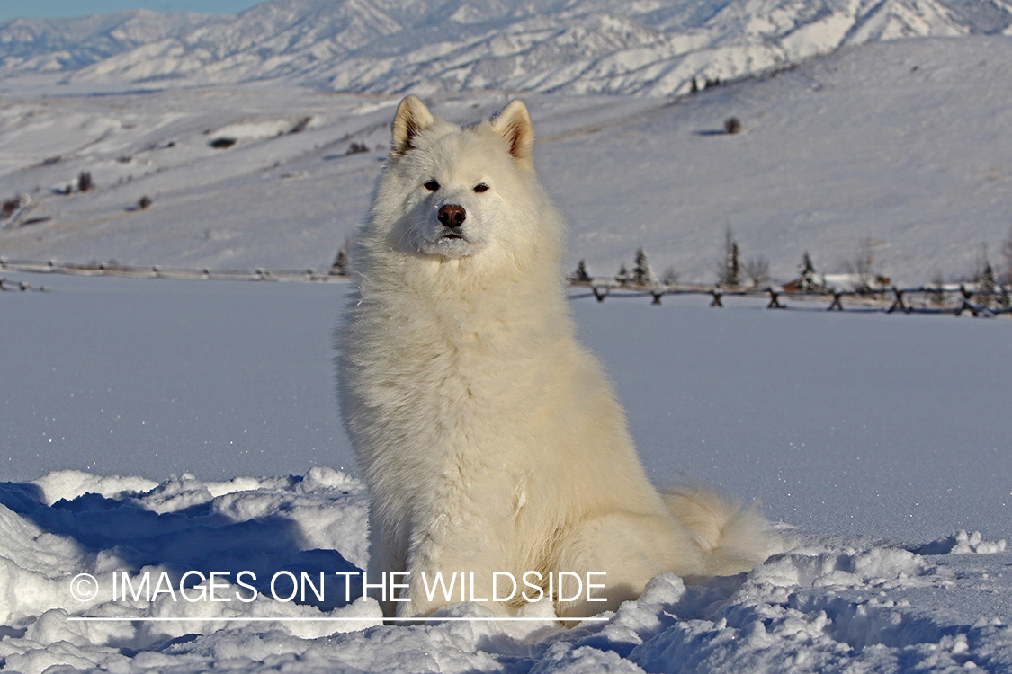 Samoyed in snow.