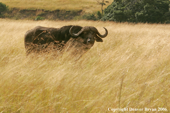 African Cape Buffalo