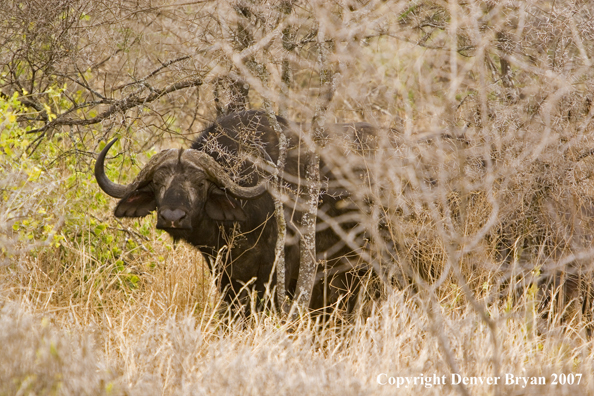 Cape Buffalo in habitat.