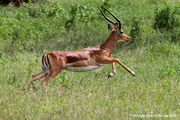 Impala buck running (Africa).