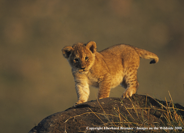 African Lion cub