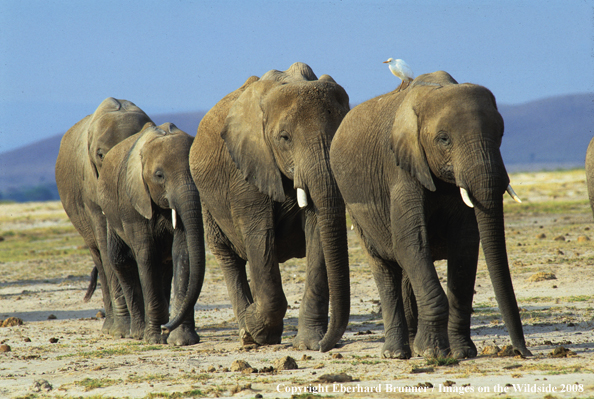 Elephant herd