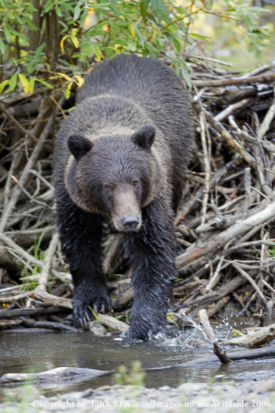 Brown bear in habitat.
