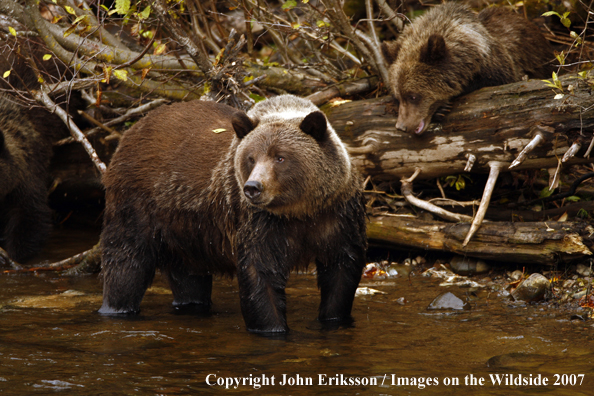 Grizzly/Brown Bear in habitat