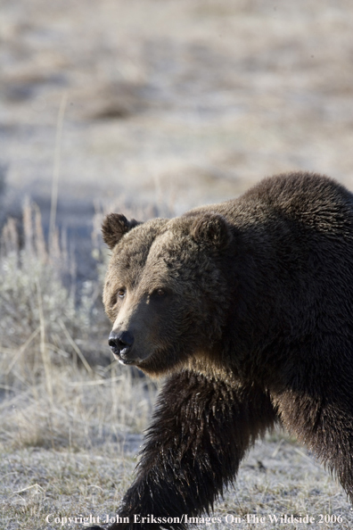 Grizzly bear in habitat.