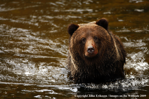 Brown/Grizzly Bear in habitat