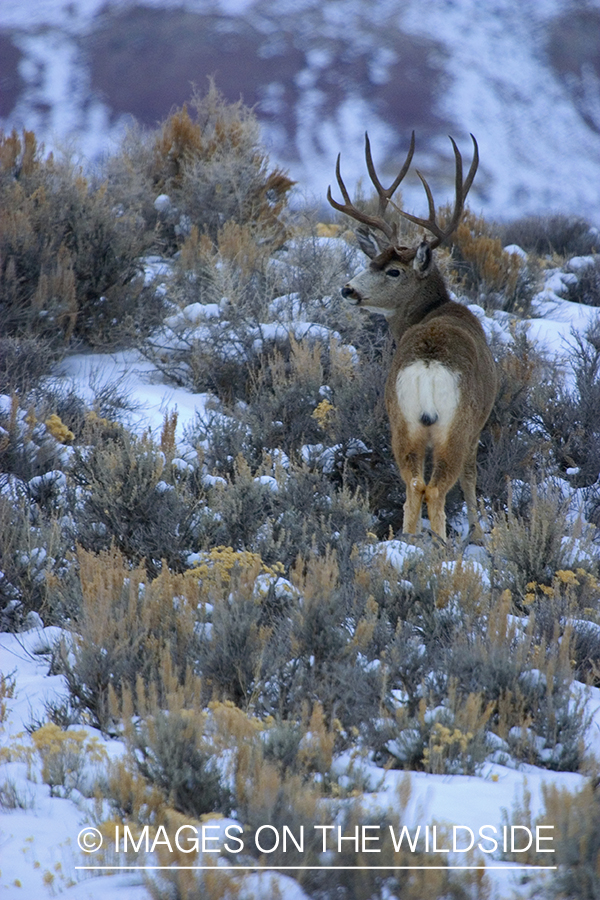 Mule deer in habitat
