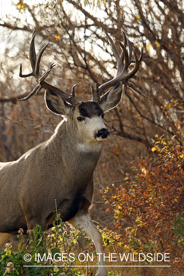 Mule deer 