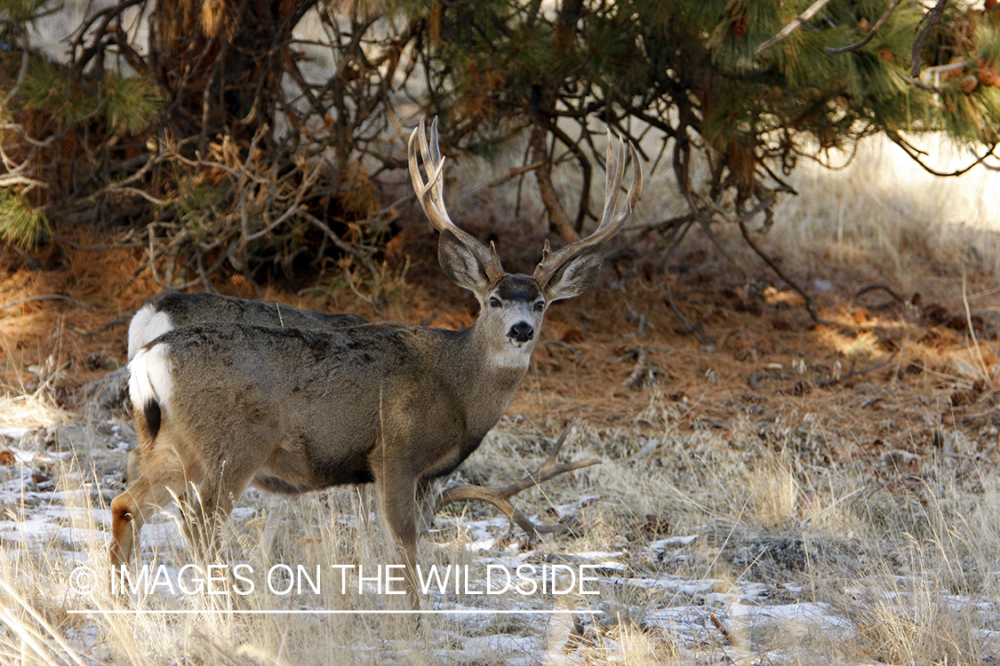 Mule deer 
