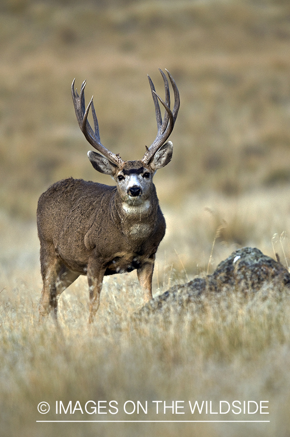 Mule Buck in Field 