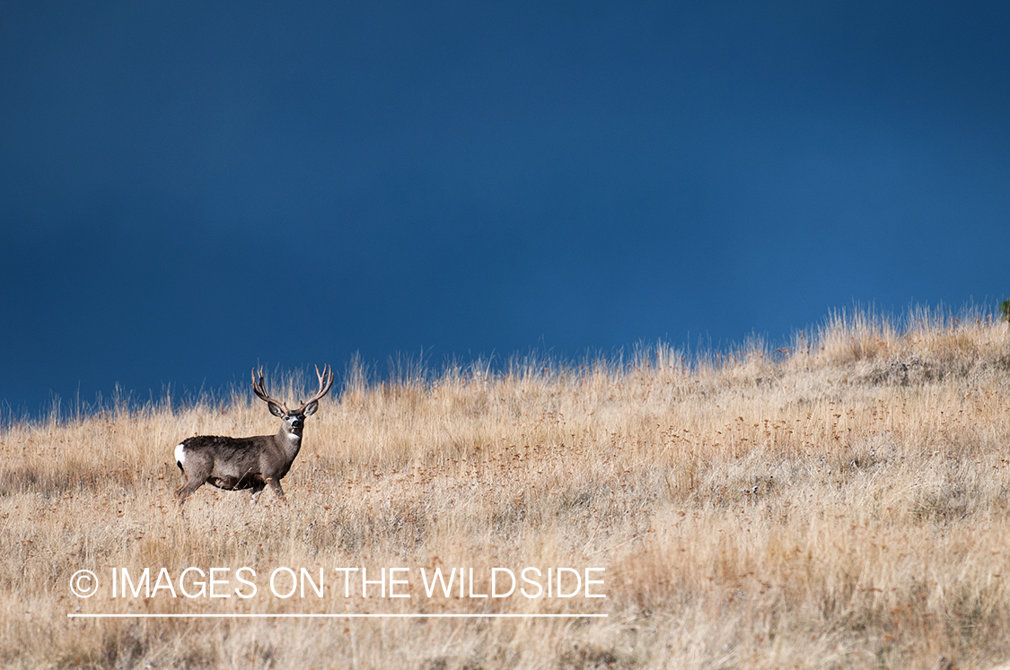 Mule Deer in habitat.