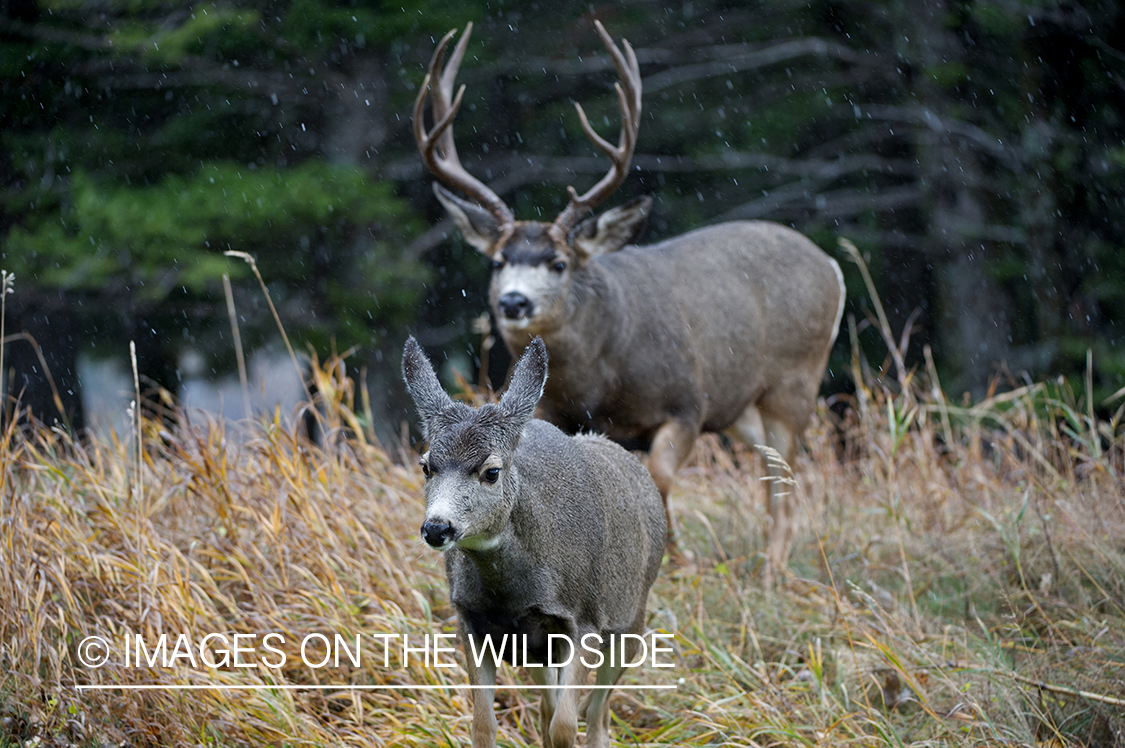 Mule deer buck pursuing doe.