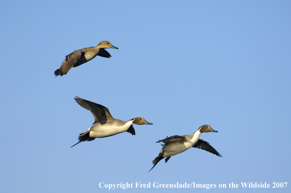 Pintail courtship flight