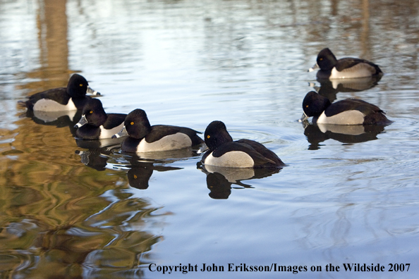 Ring-necked ducks