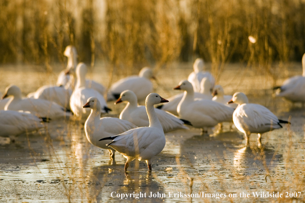 Snow Goose in habitat