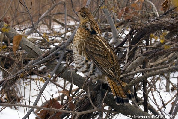Ruffed Grouse in habitat. 