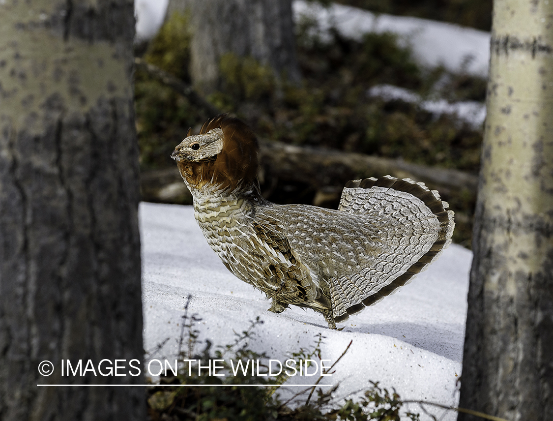 Ruffed Grouse