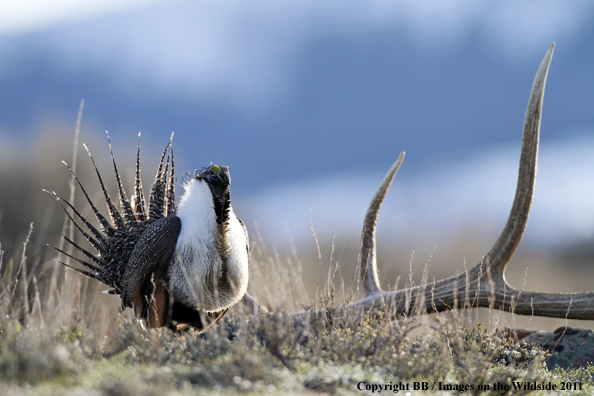 Sage Grouse displaying/strutting on breeding grounds