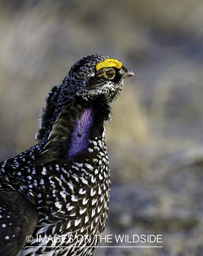 Sharp-tailed Grouse