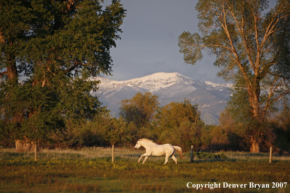 Quarter horses in field