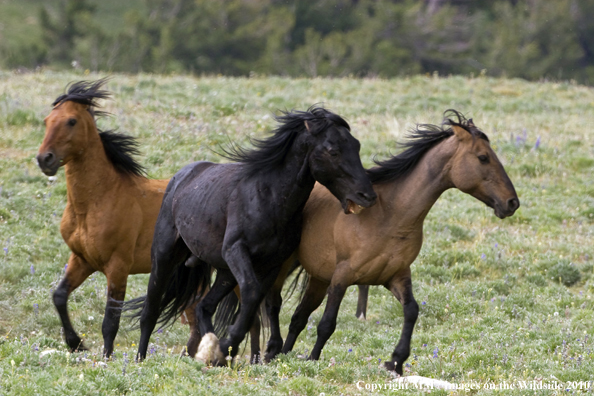 Photo taken by Mark Miller