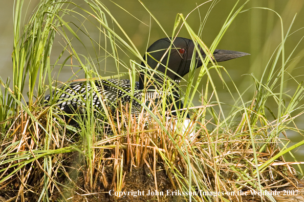 Loon on nest