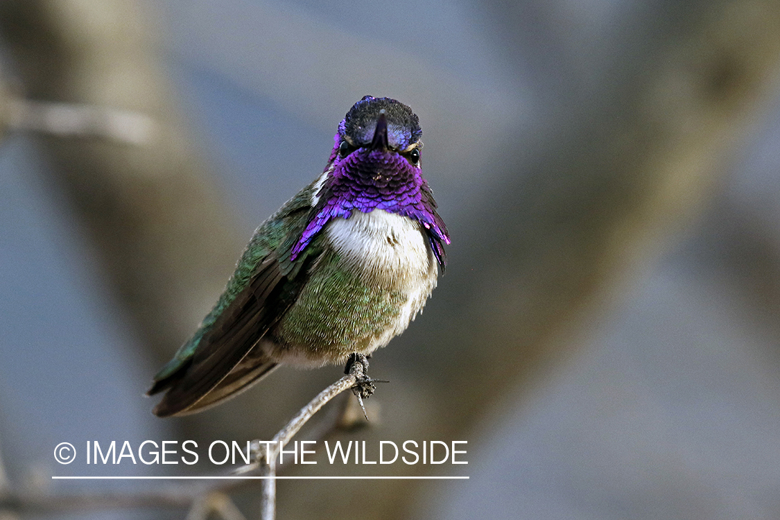 Costa's Hummingbird perched on branch.