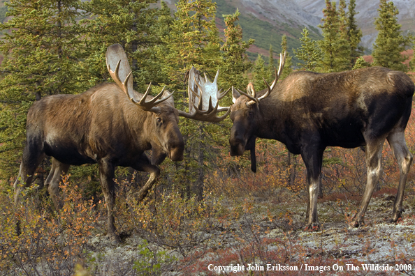 Bull Moose together in habitat