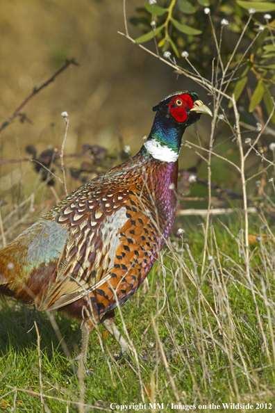 Ring-necked pheasant in habitat. 
