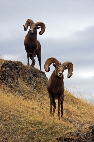 Rocky Mountain Big Horn Sheep