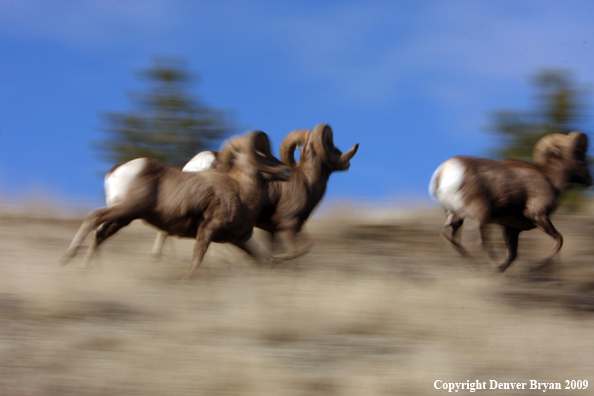 Rocky Mountain Bighorn Sheep