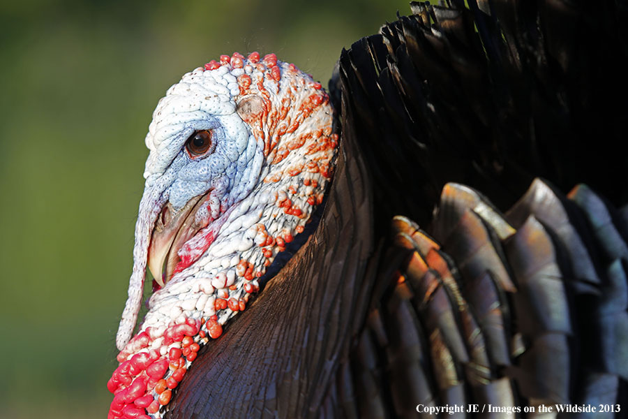 Rio Grande Turkey in habitat. 