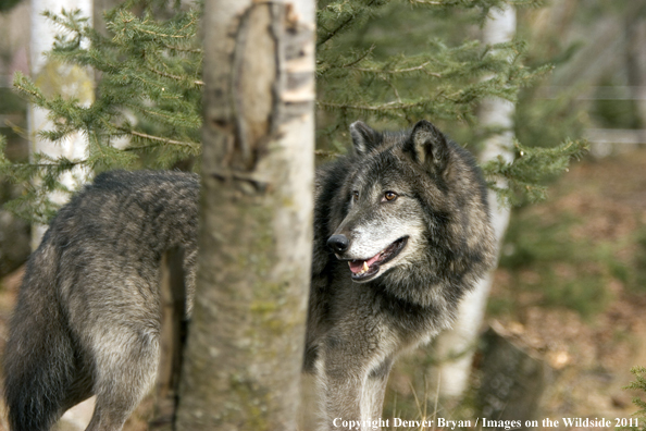 Gray wolf (black phase) in habitat.