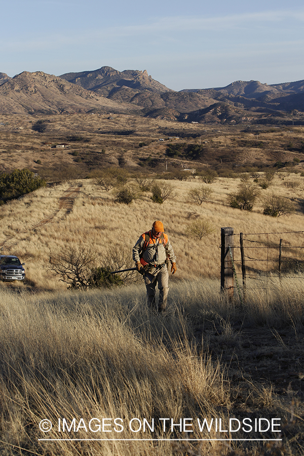 Mearns quail hunter in field.