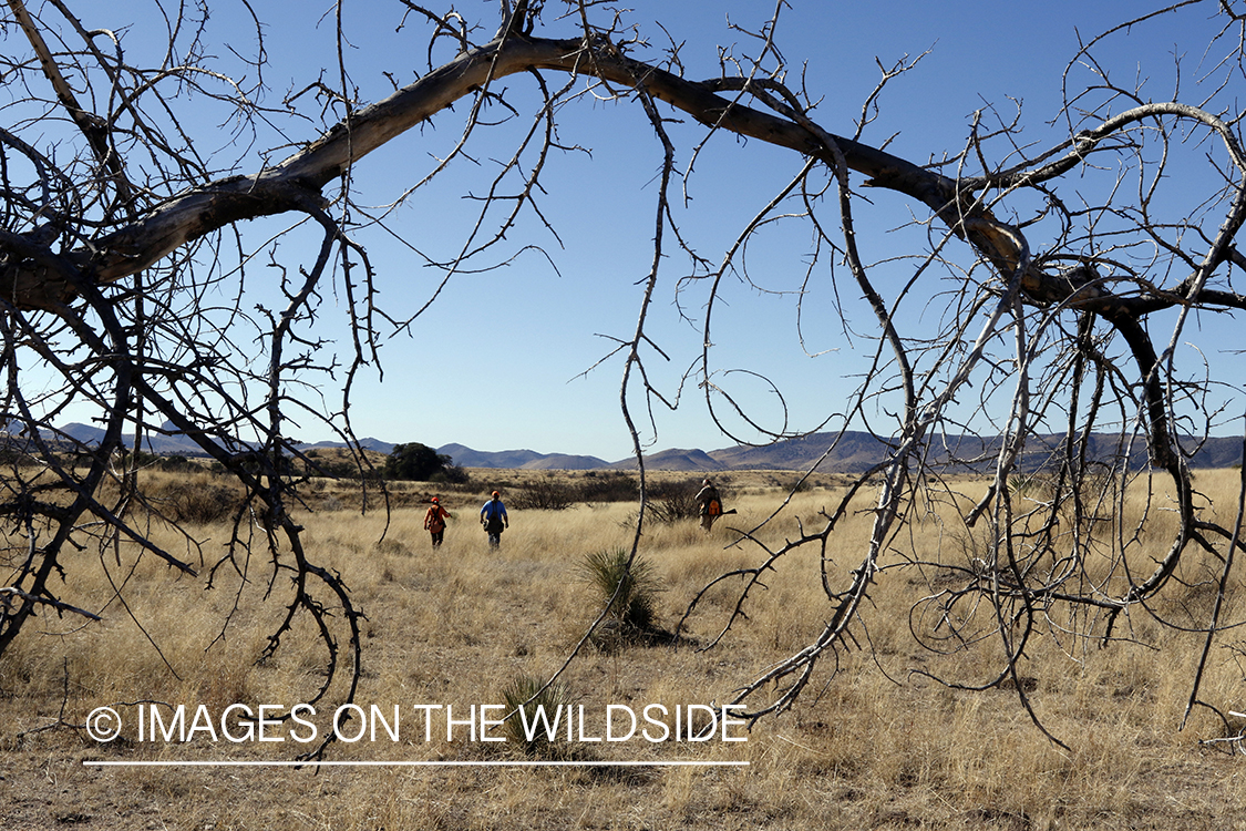 Upland game bird hunters in field.