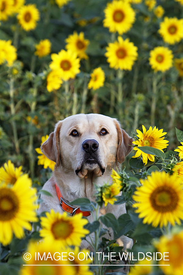 Yellow lab on a dove hunt in a sunflower field. 