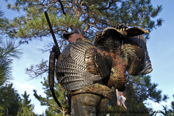 Hunter with bagged (Merriam's) turkey thrown over shoulder