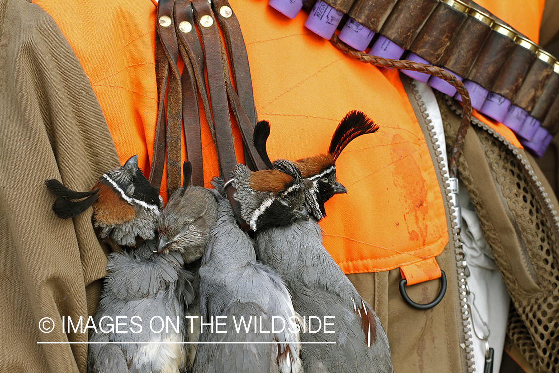 Quail hunter with bagged Gambel's Quails.