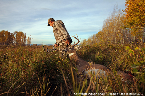 Bowhunter dragging downed white-tailed buck.