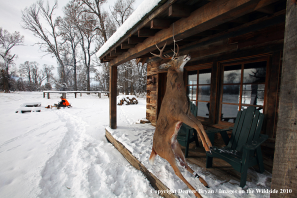 White-tailed deer hunter warming hands by campfire and buck hanging from cabin.
