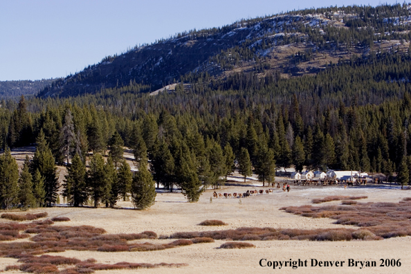Elk hunters with bagged elk on horse packstring.  