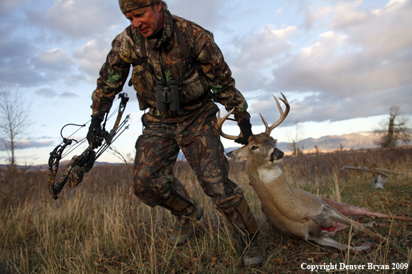 Bowhunter dragging bagged whitetail deer.