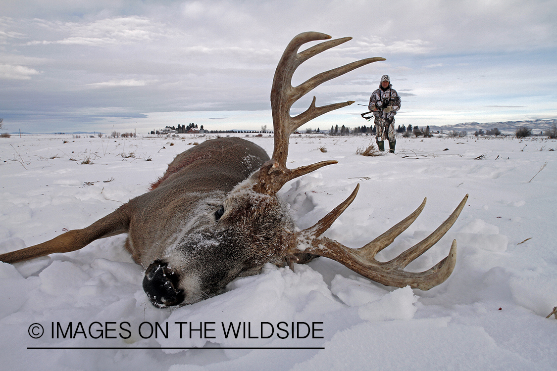 Bowhunter approaching downed white-tailed deer.