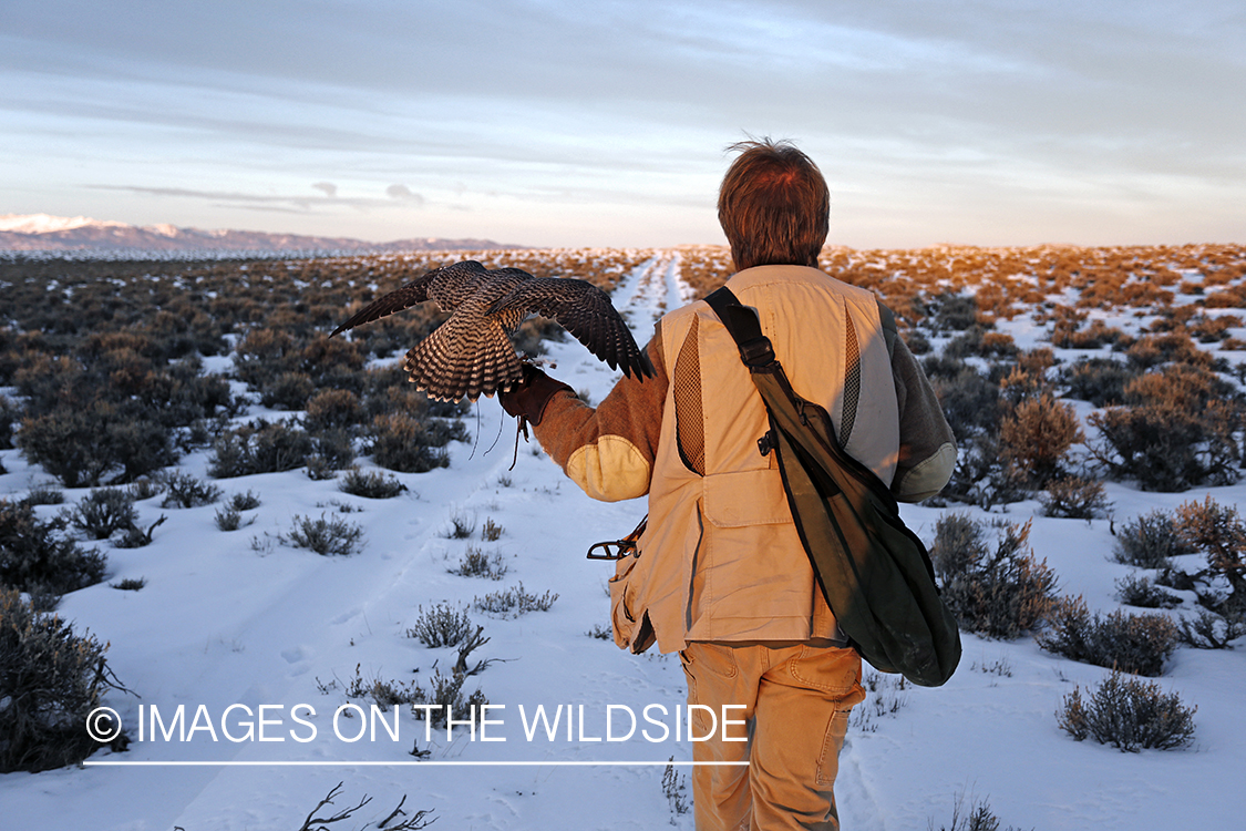 Falconer in field with gyr falcon.