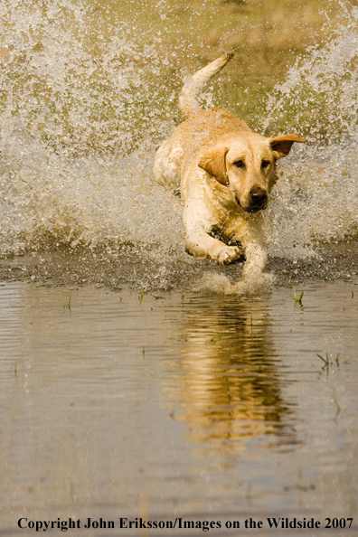 Yellow Labrador Retriever