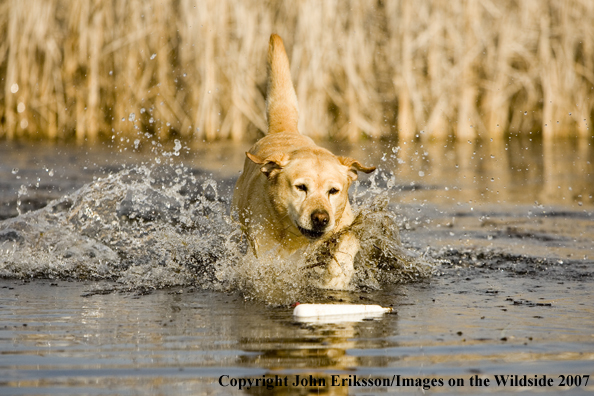 Yellow Labrador Retriever retrieving training dummy