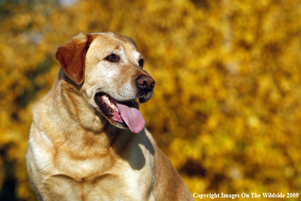 Yellow Labrador Retriever