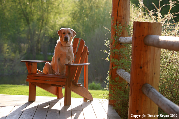 Yellow Labrador Retriever in chair